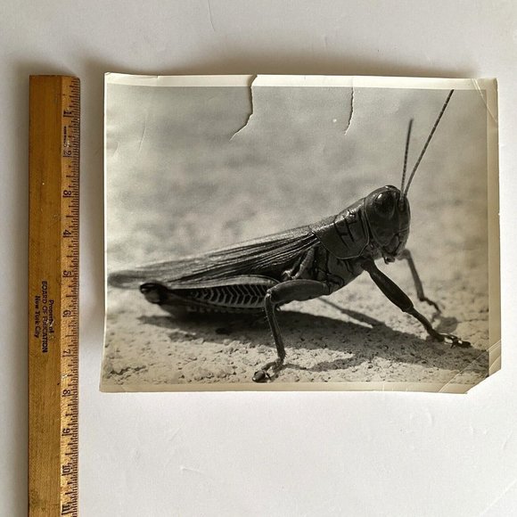 c1970 Original Grasshopper Black White Photograph Steven Willhite Glen Ellen IL - Picture 7 of 8
